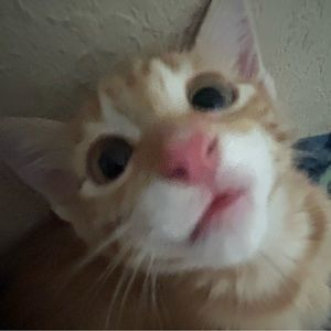 Meet your Posher, Marissa